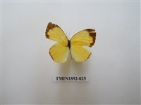 藏品(北黃蝶)的圖片